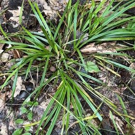 Photo of the plant species Big Blue Lilyturf by @UppermostTipa named Nemo on Greg, the plant care app