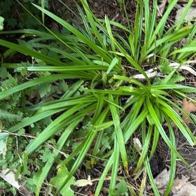 Photo of the plant species Big Blue Lilyturf by @UppermostTipa named Xena on Greg, the plant care app