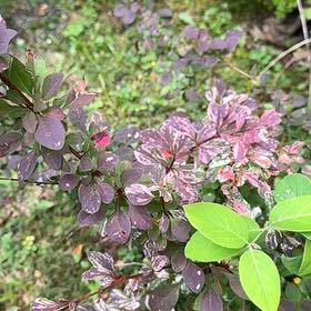 Photo of the plant species Japanese Barberry by @UppermostTipa named Beckham on Greg, the plant care app