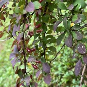Photo of the plant species Japanese Barberry by @UppermostTipa named Austen on Greg, the plant care app
