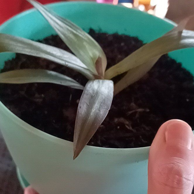 Photo of the plant species Phragmipedium 'Kovachii Trinity' by @ElderLovage12 named da Vinci on Greg, the plant care app