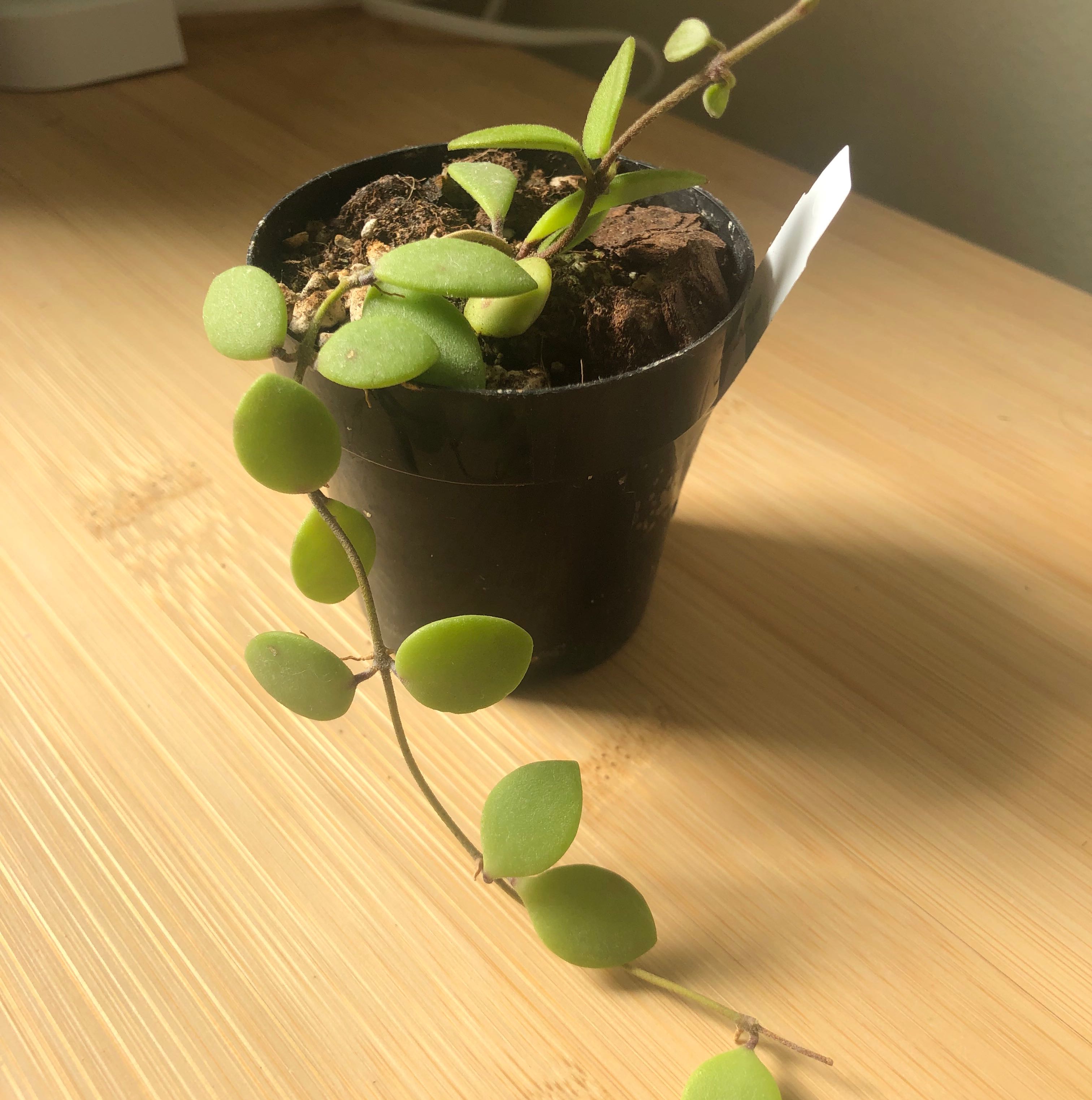 Photo of the plant species Hoya incurvula by @GlossyPepper named Dolores on Greg, the plant care app