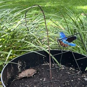 Photo of the plant species Avacodo Plant by @WillSedge96 named Marley on Greg, the plant care app