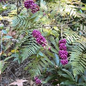 Photo of the plant species Beautyberry by @WillSedge96 named Ulysses S Plant on Greg, the plant care app
