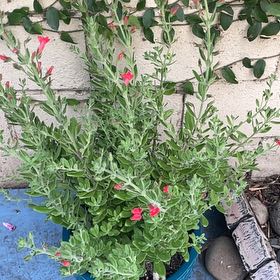 Photo of the plant species Island Snapdragon Firecracker by @YeveCatpalm38 named Blumen on Greg, the plant care app