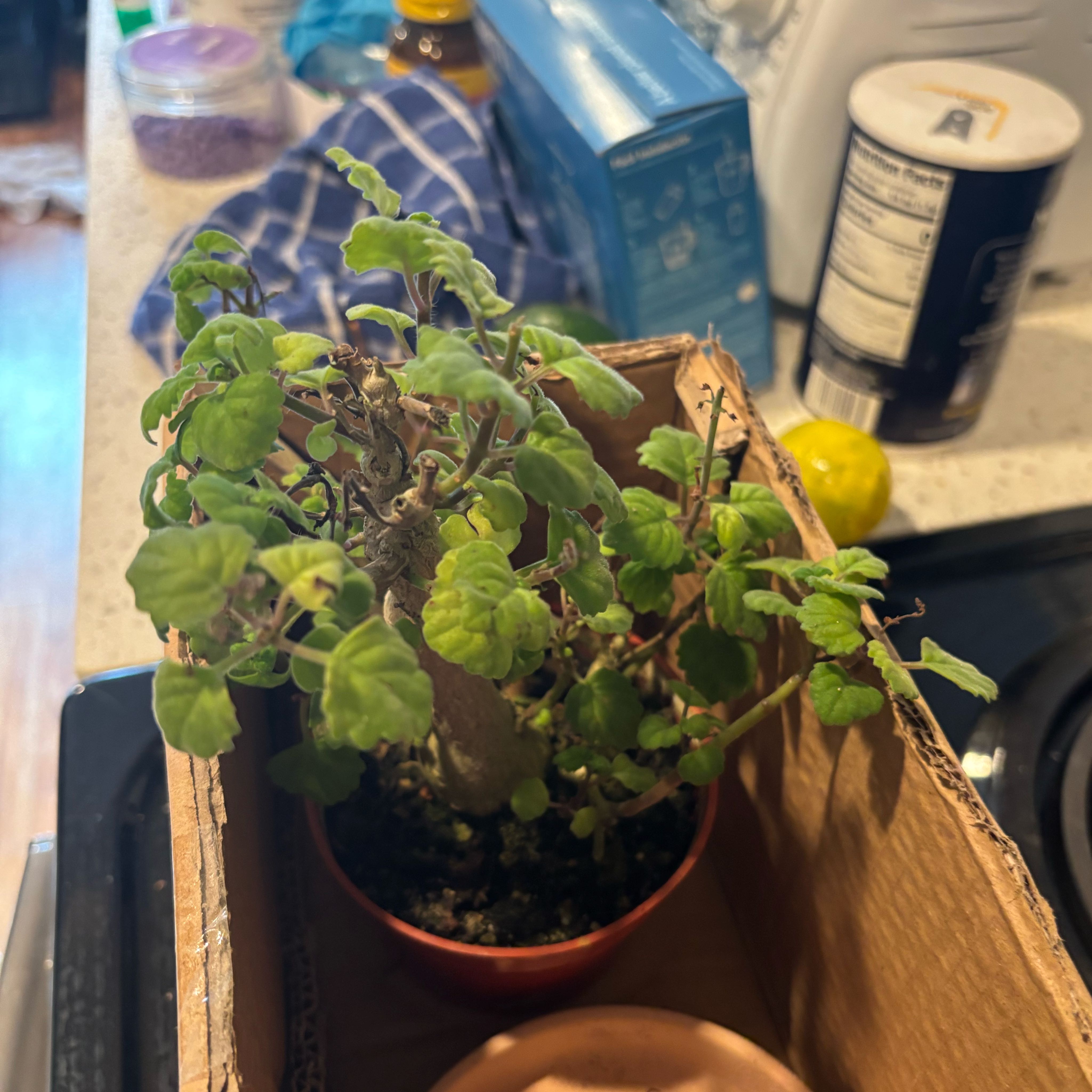 Photo of the plant species Bonsai Mint by @lilmisspia named wah sah bee on Greg, the plant care app
