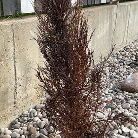 Photo of the plant species Blue Arrow Juniper by @RetentivePansy named Aristotle on Greg, the plant care app