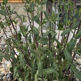 Photo of the plant species Salvia 'Caradonna' by @RetentivePansy named Darwin on Greg, the plant care app