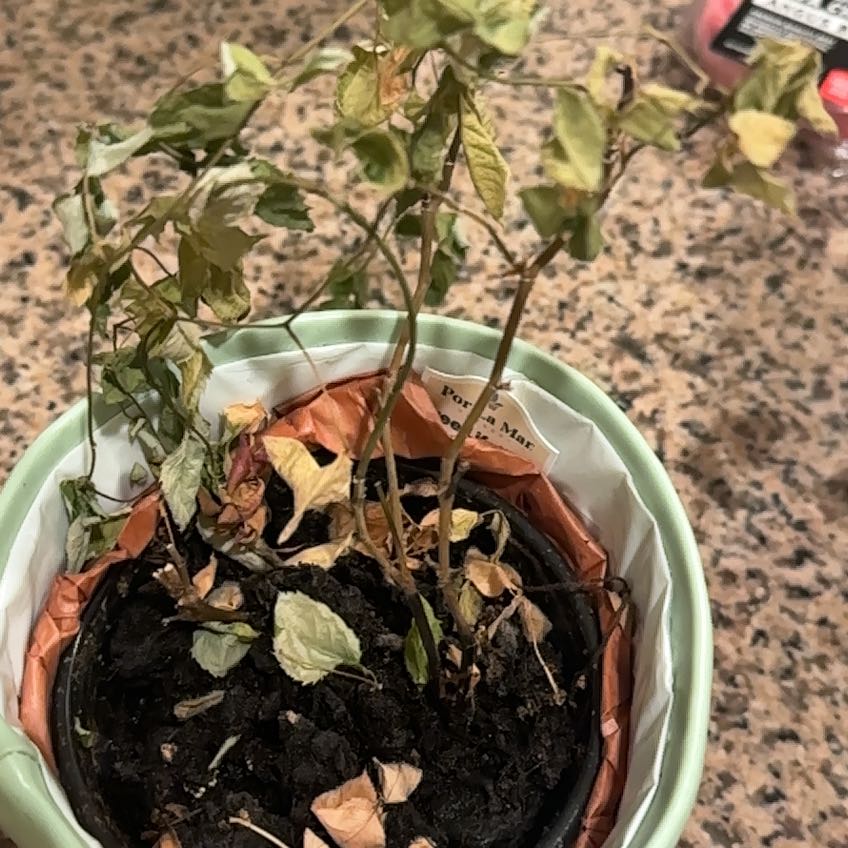 Photo of the plant species Asian Jasmine by @DreamyCorndaisy named Green on Greg, the plant care app