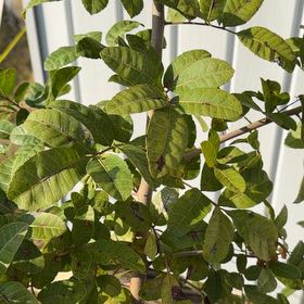 Photo of the plant species Brazilian Peppertree by @HipConecatus70 named Tolkien on Greg, the plant care app