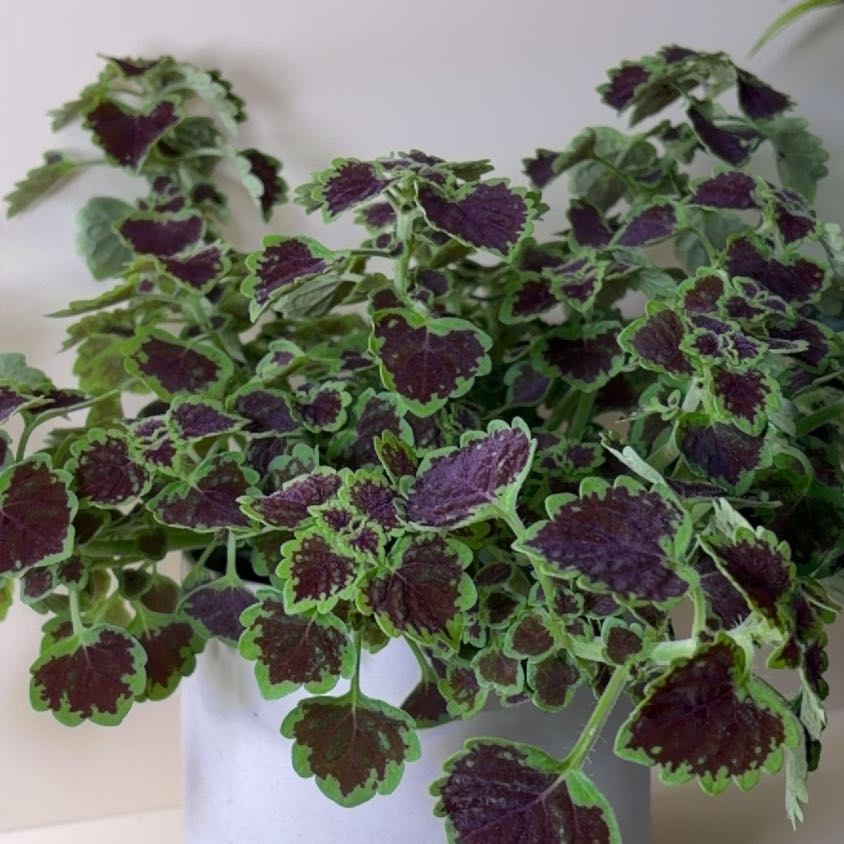 Photo of the plant species Coleus 'Wedding Train' by @FieryMum67 named Ulysses S Plant on Greg, the plant care app
