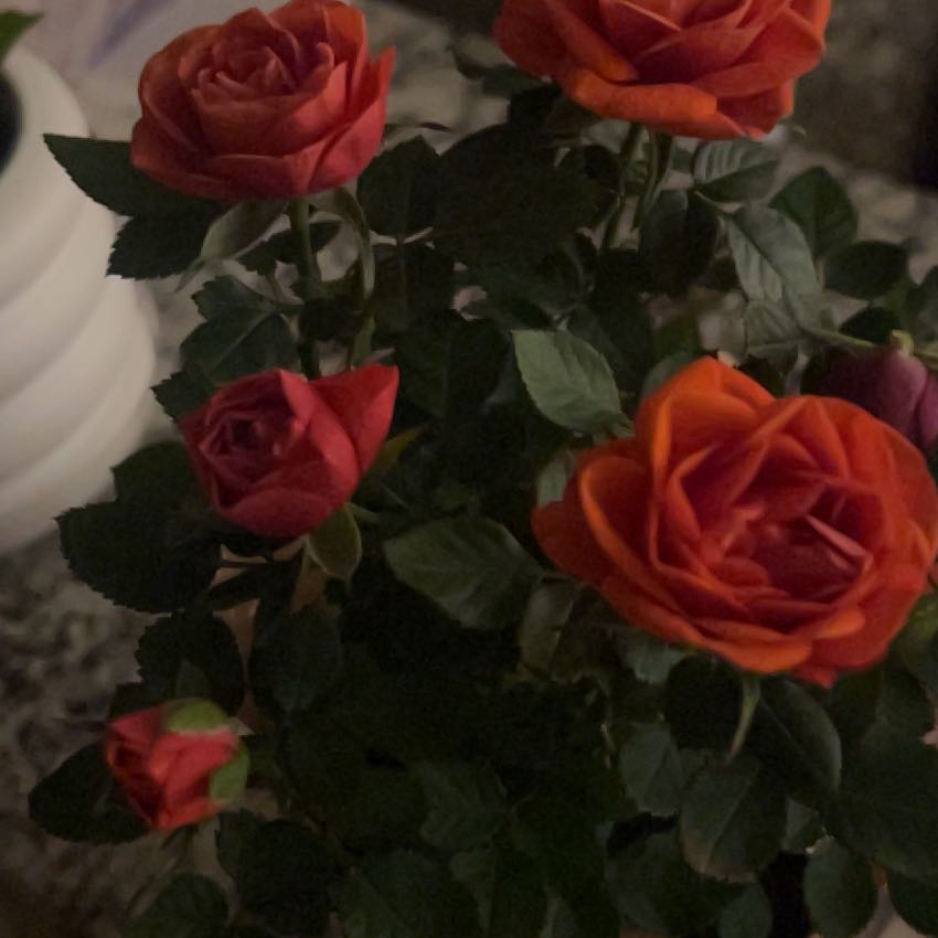 Photo of the plant species Miniature Rose by @GivingRedlog80 named Elle on Greg, the plant care app