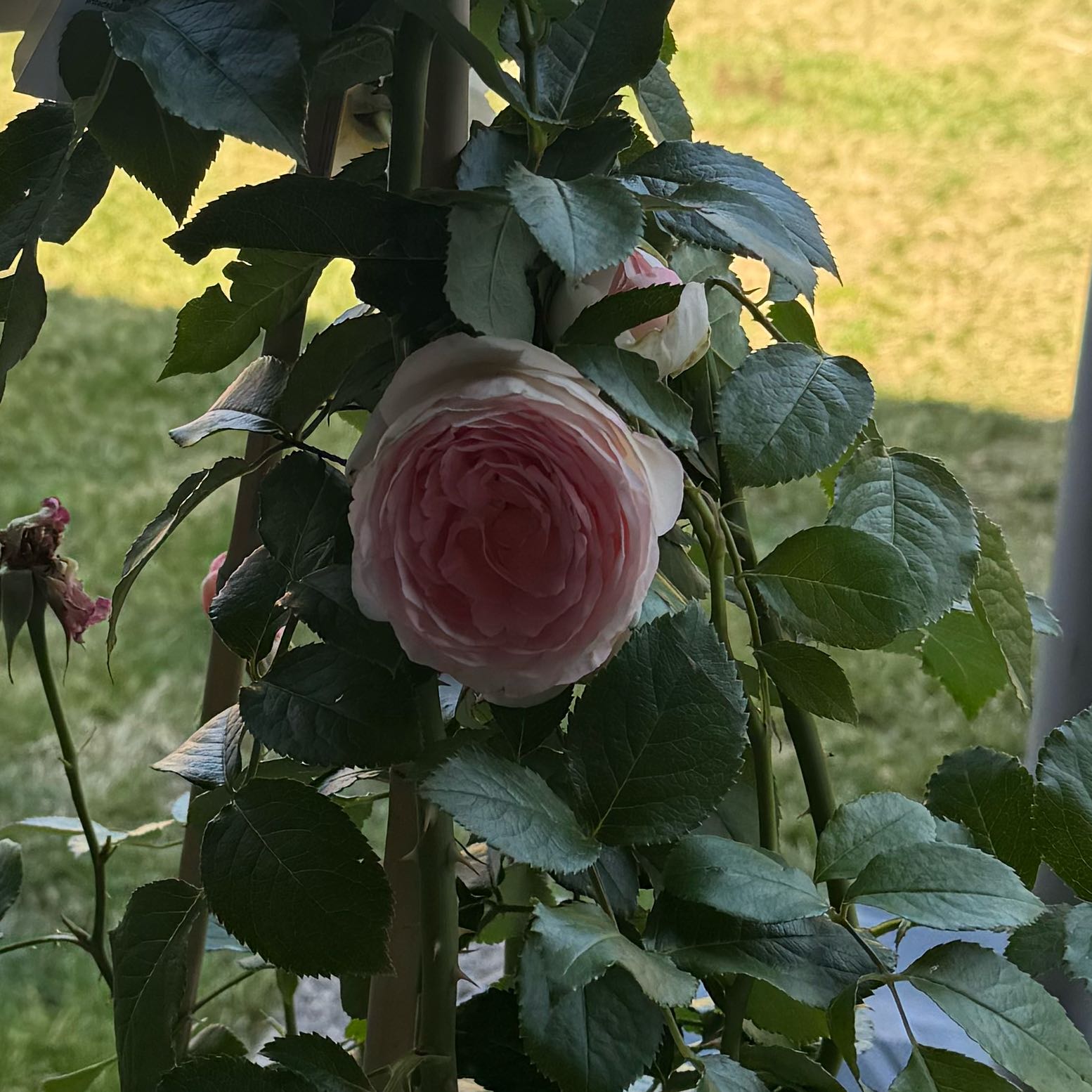 Photo of the plant species Eden Climber Rose by @HomelyColocynth named Curie on Greg, the plant care app