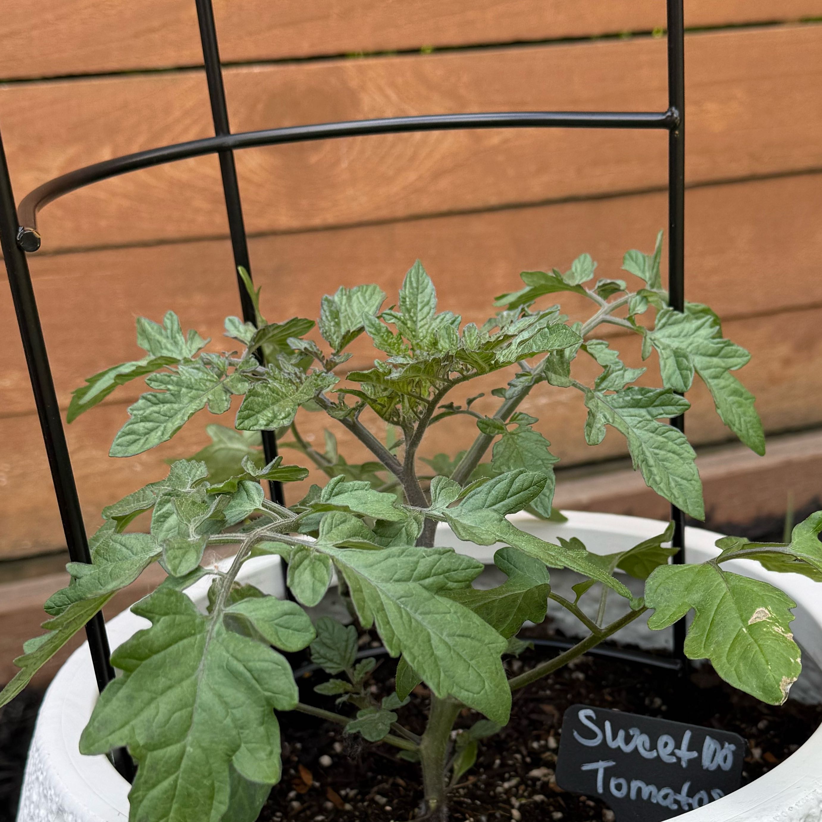Photo of the plant species Tomato 'Super Sweet 100' by @HomelyColocynth named Maya on Greg, the plant care app