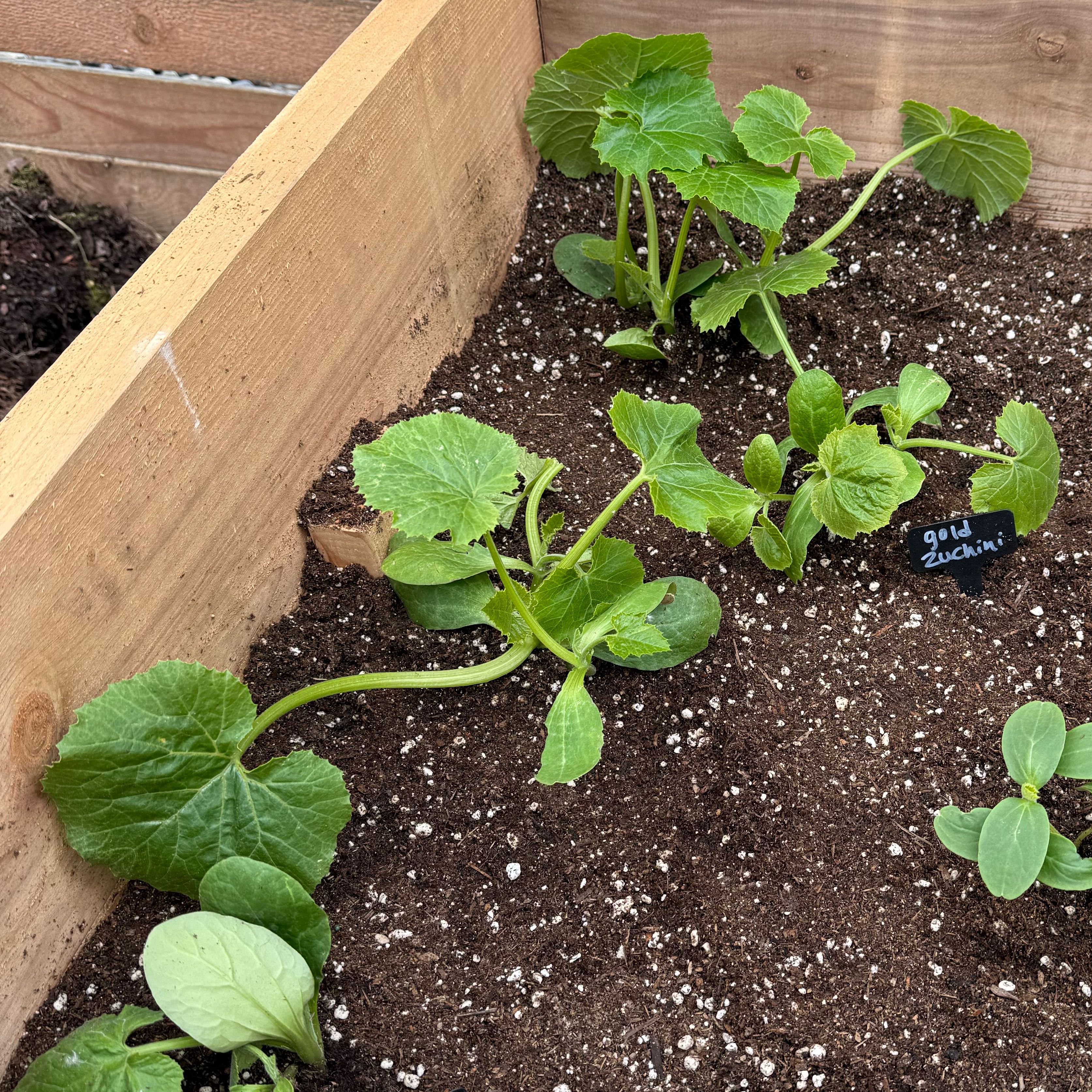 Photo of the plant species Golden Zucchini by @HomelyColocynth named Orwell on Greg, the plant care app