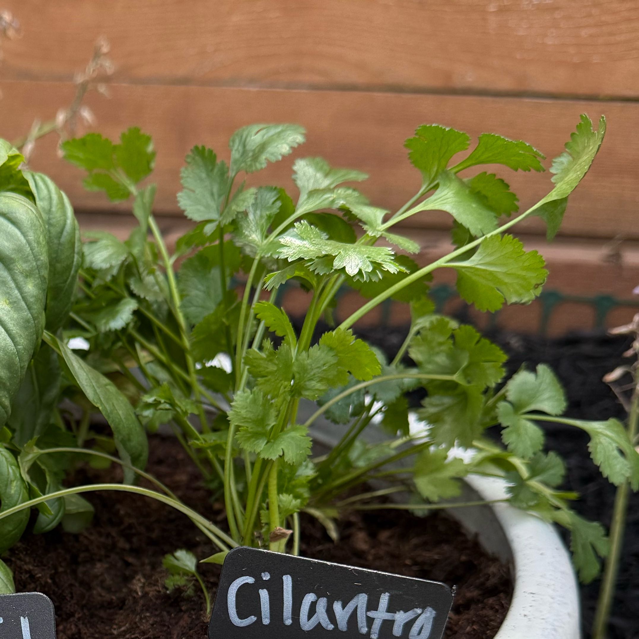 Photo of the plant species Cilantro 'Filtro' by @HomelyColocynth named Prince on Greg, the plant care app