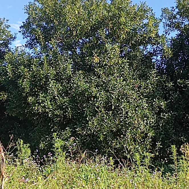 Photo of the plant species Laurel Sumac by @HonoraryRedbean named Godbless on Greg, the plant care app