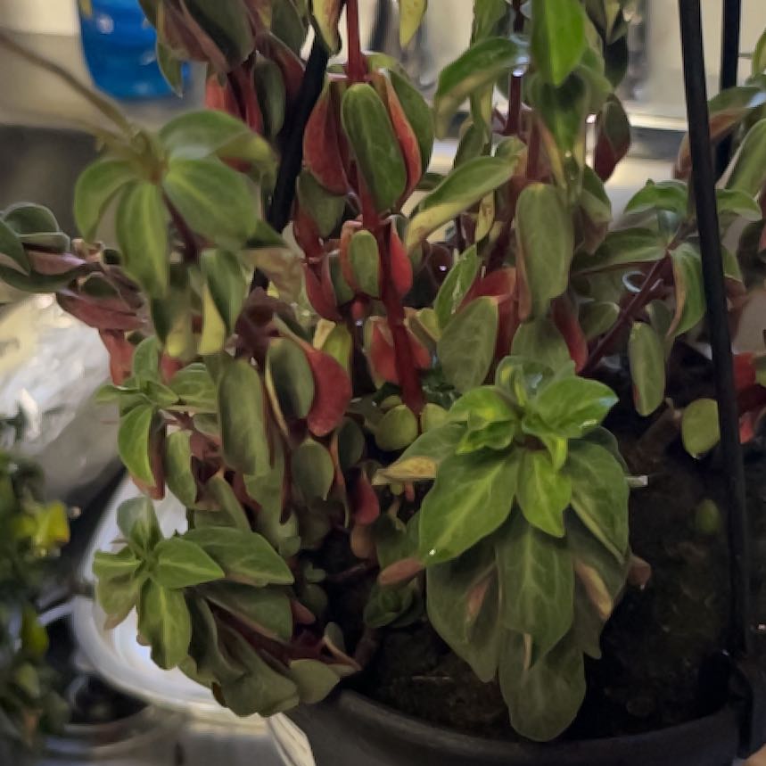Photo of the plant species Peperomia vulcanica by @AvidBilberry25 named Terra on Greg, the plant care app