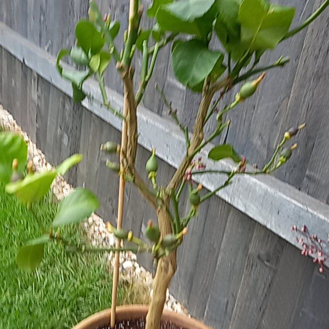 Photo of the plant species Eureka Lemon by @DearHomalosorus named Sherlock on Greg, the plant care app