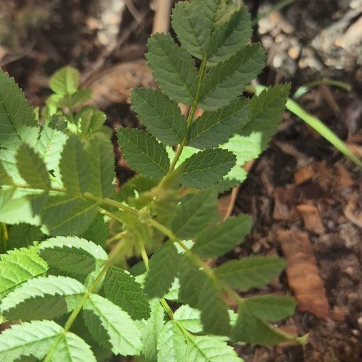 Photo of the plant species Sicilian Sumac by @SocialOnionweed named Suzie on Greg, the plant care app