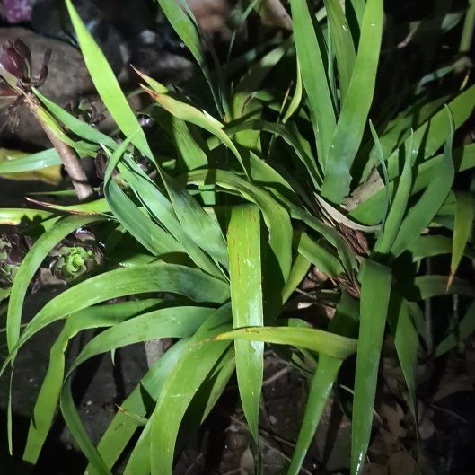 Photo of the plant species Iris by @SocialOnionweed named Oscar on Greg, the plant care app