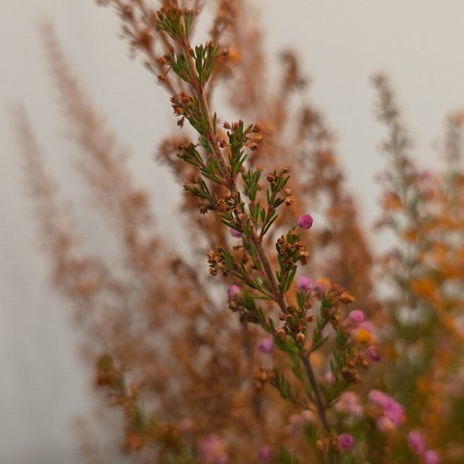 Photo of the plant species Scotch Heath by @RenownedCardoon named Doja Cat on Greg, the plant care app