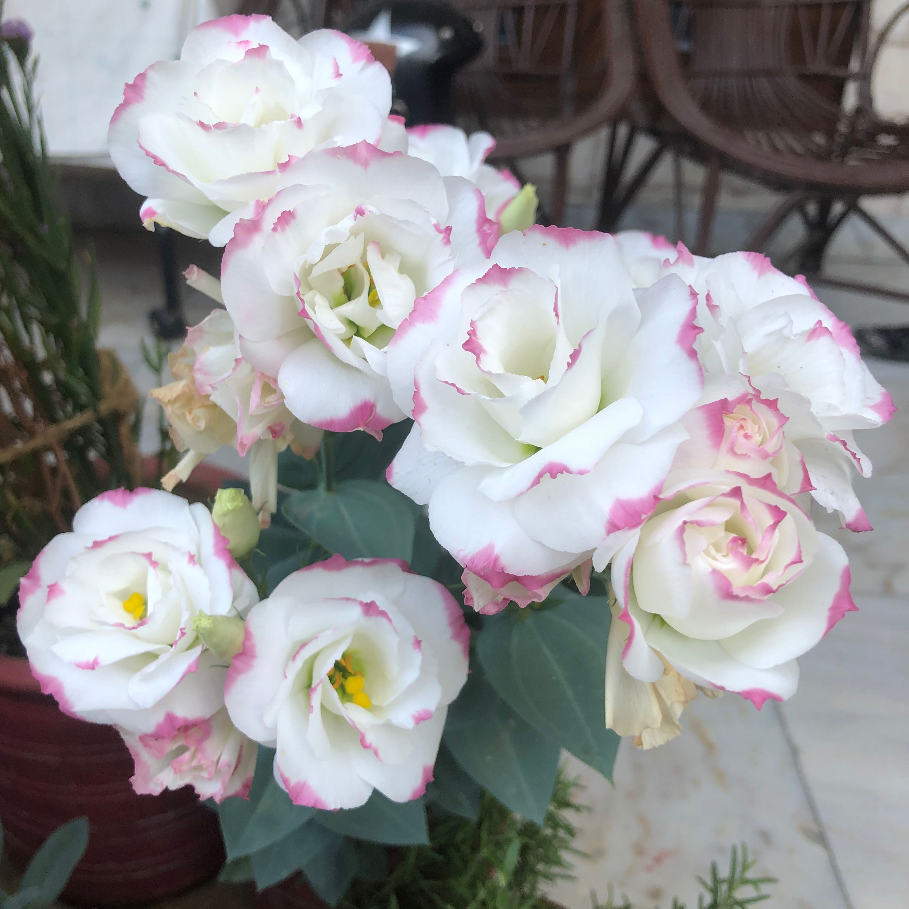 Photo of the plant species Lisianthus by @LeisuredFord3 named Bigleef Smalls on Greg, the plant care app