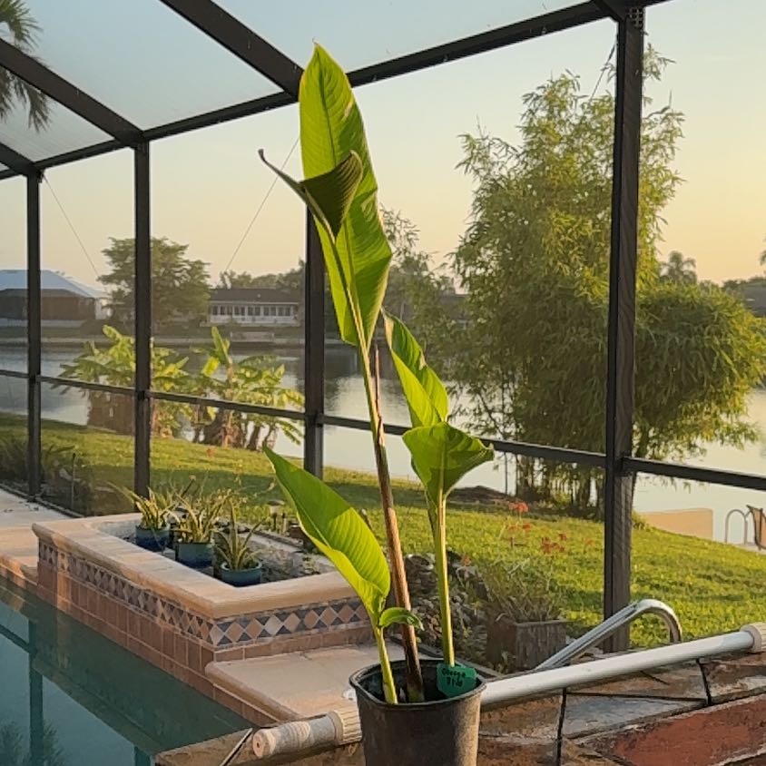 Photo of the plant species Heliconia 'Orange Gyro' by @NurseHappyplant named Duke on Greg, the plant care app