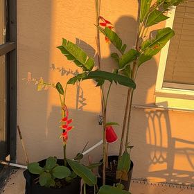 Photo of the plant species Hanging Lobster Claw by @NurseHappyplant named Scarlet on Greg, the plant care app