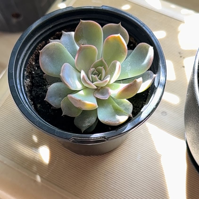 Photo of the plant species Echeveria 'summer' by @RadChiltepin45 named Fernie Mac on Greg, the plant care app