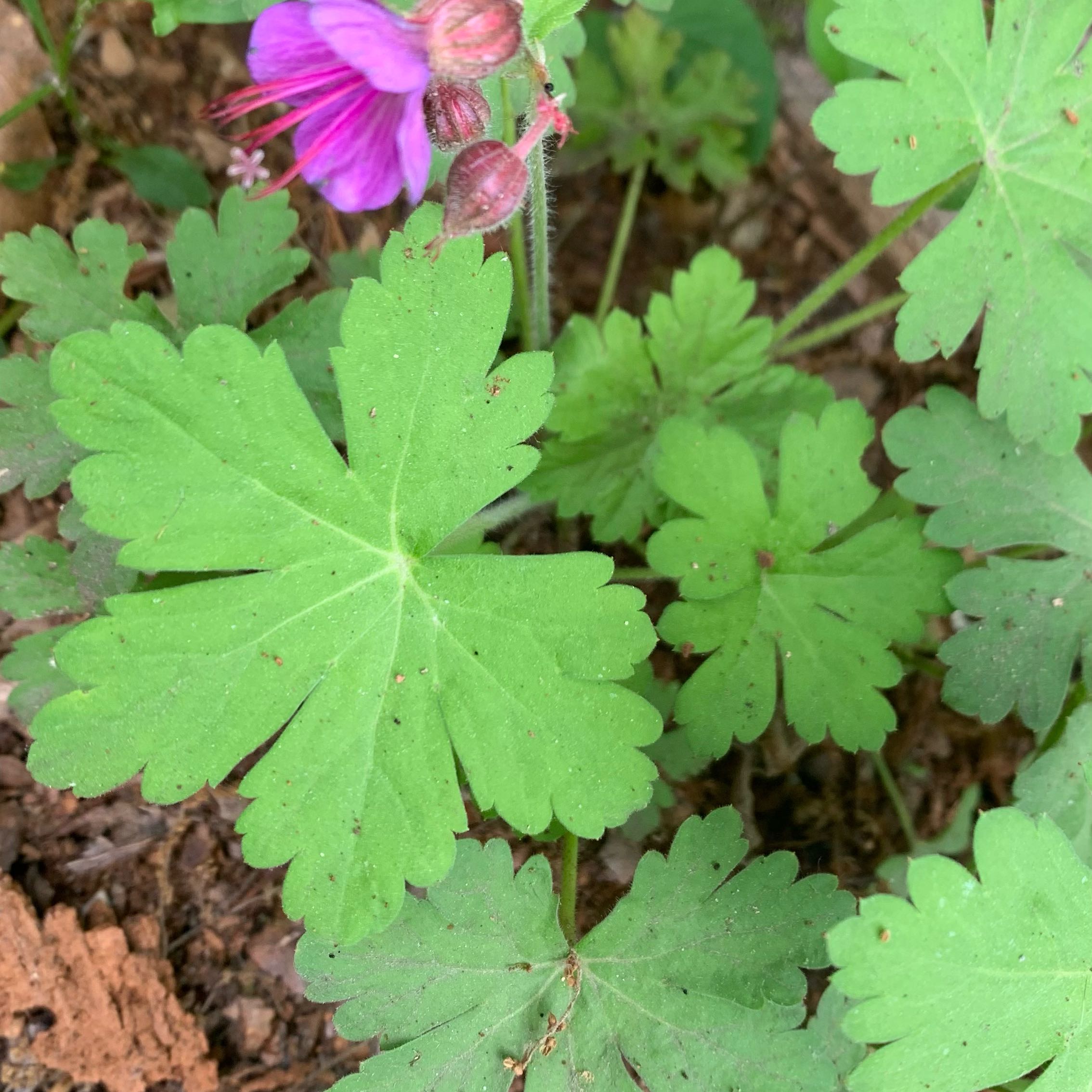 Photo of the plant species Bigroot Geranium by @CoolAchiote39 named Bella on Greg, the plant care app