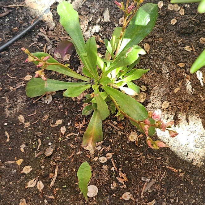 Photo of the plant species Elise Lewisia by @ShipshapeDill16 named Harper on Greg, the plant care app