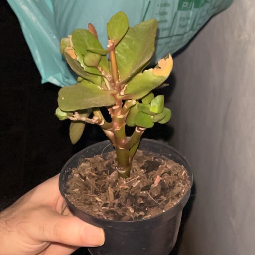 Photo of the plant species Kalanchoe blossfeldiana 'Yellow' by @GemJubaea56 named Messi on Greg, the plant care app