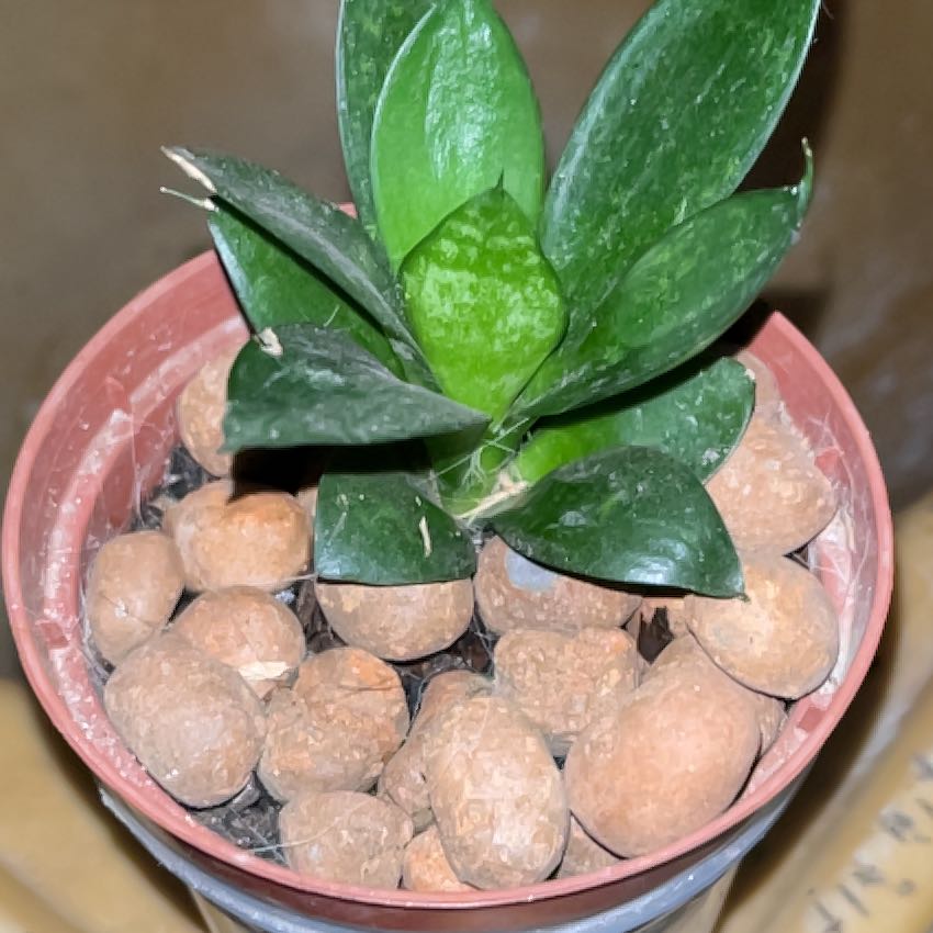 Photo of the plant species Forest Star by @GemJubaea56 named E S J Anã on Greg, the plant care app