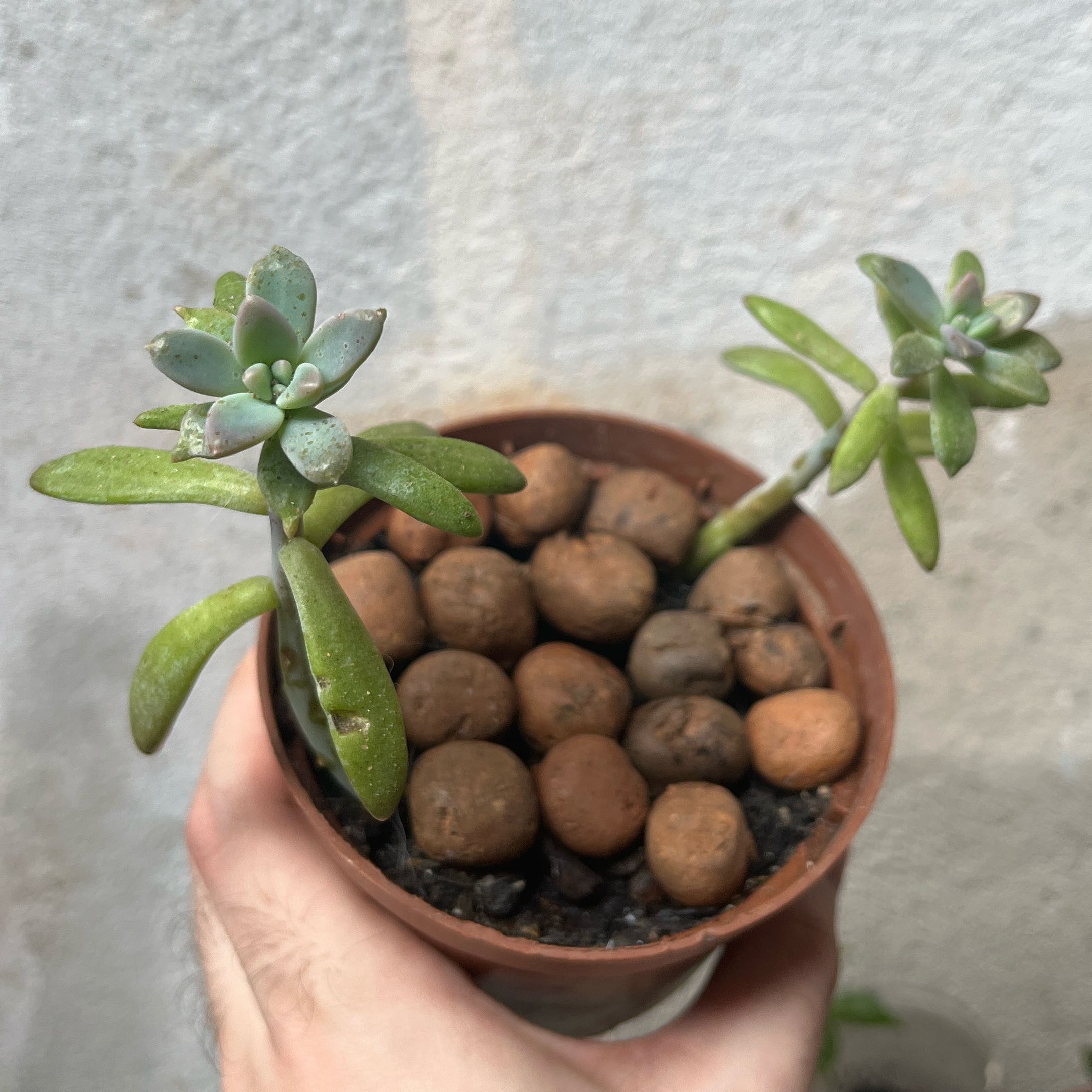 Photo of the plant species Graptosedum 'Francesco Baldi' by @GemJubaea56 named Homer on Greg, the plant care app