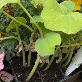 Photo of the plant species Butternut Squash by @GenuineOcotillo named Tupot amaroot on Greg, the plant care app