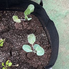 Photo of the plant species Collard Greens by @GenuineOcotillo named Xena on Greg, the plant care app