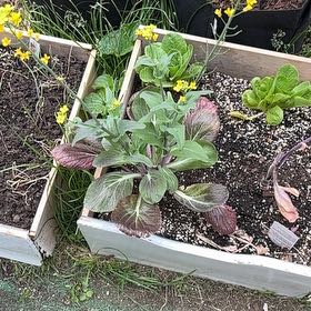 Photo of the plant species Pac Choi 'Win Win' by @GenuineOcotillo named Sonora on Greg, the plant care app