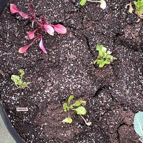 Photo of the plant species Swiss Chard by @GenuineOcotillo named Remington on Greg, the plant care app