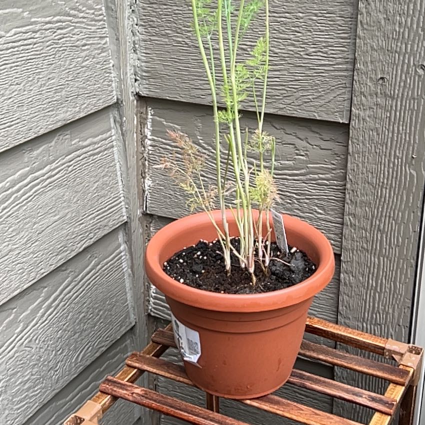 Photo of the plant species Bouquet Dill by @HotRedfir44 named Marley on Greg, the plant care app