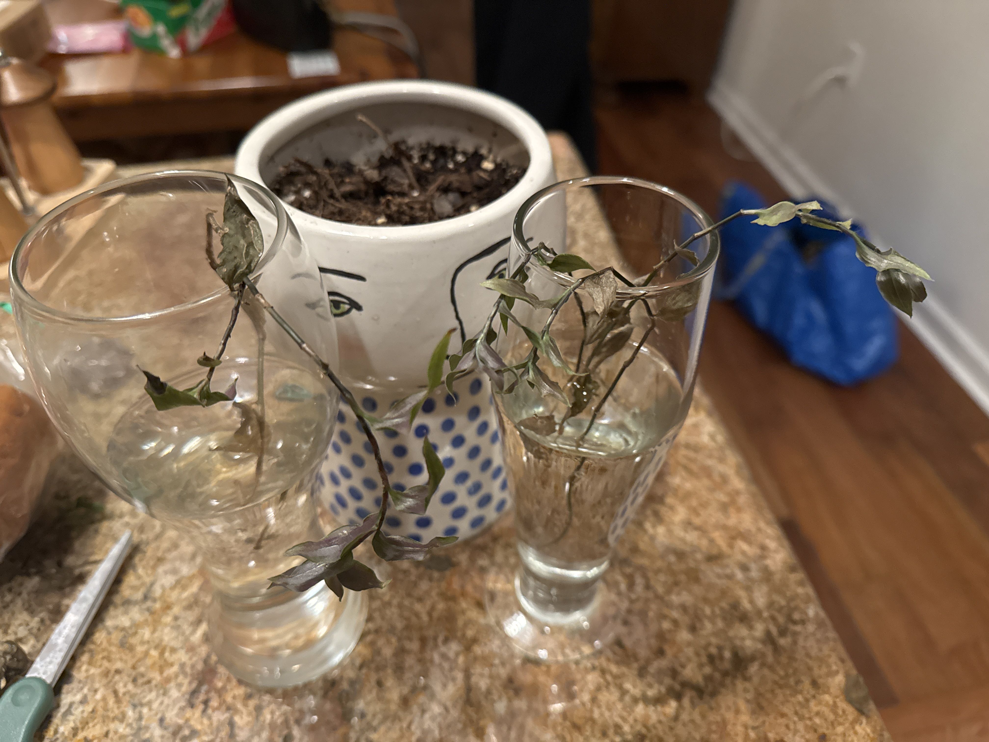 Photo from the post