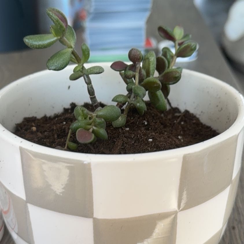 Photo of the plant species Crassula Ovata by @Hbeezy named Sherlock on Greg, the plant care app