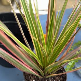 Photo of the plant species Dracaena bicolor by @PrizedPeony9 named Marley on Greg, the plant care app