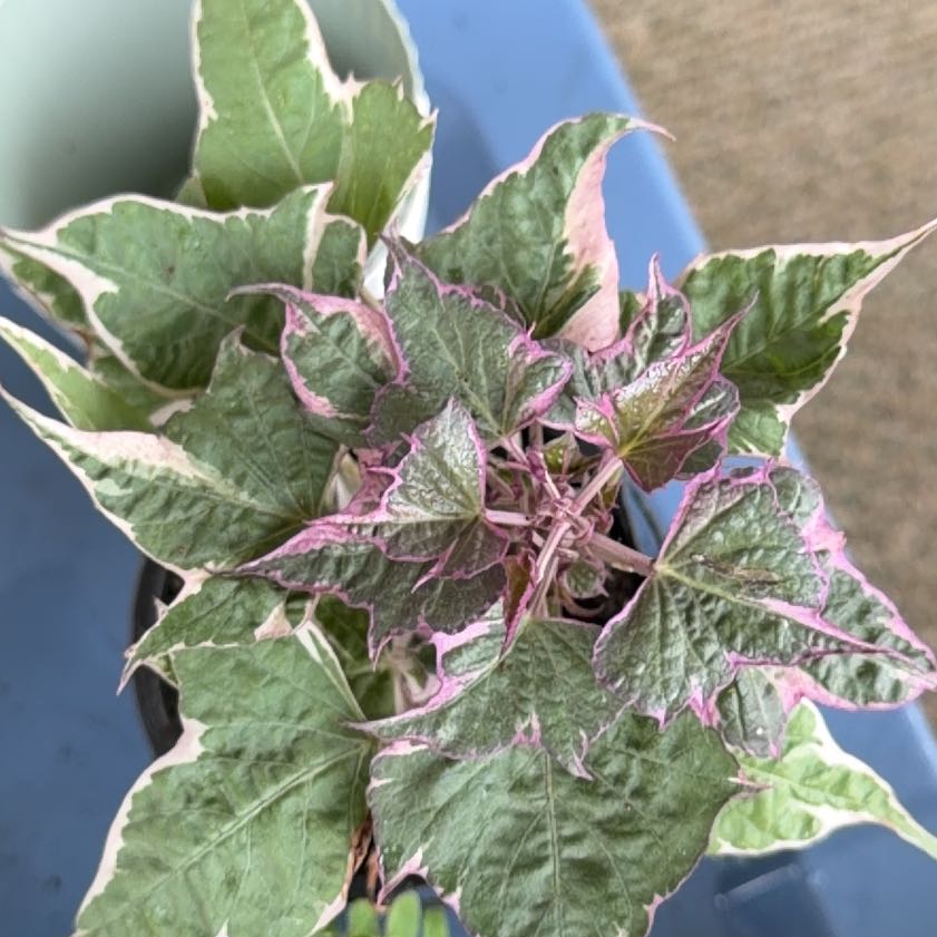 Photo of the plant species Tricolor Sweet Potato Vine by @PrizedPeony9 named Treeyoncé on Greg, the plant care app