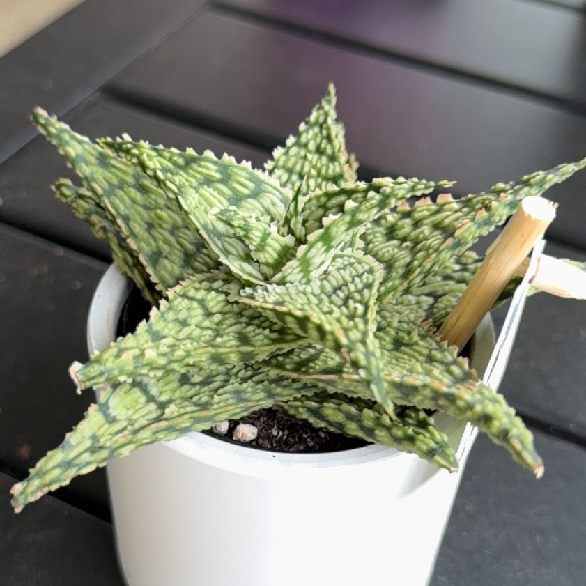 Photo of the plant species Firecracker by @PrizedPeony9 named Lebron on Greg, the plant care app