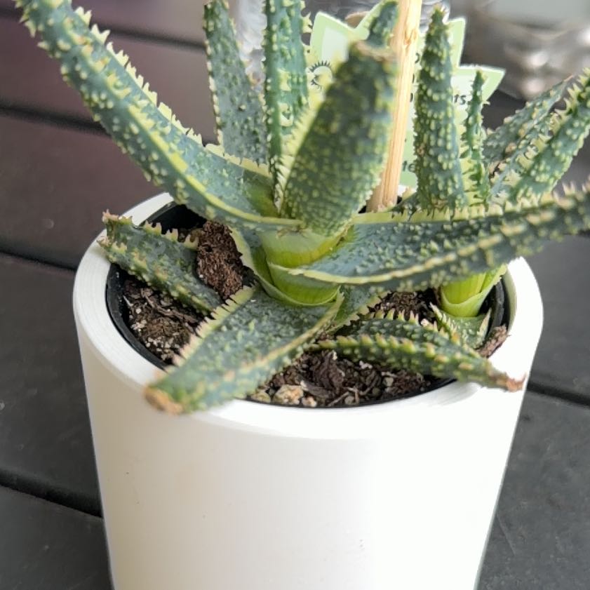 Photo of the plant species Aloe 'Purple Haze' by @PrizedPeony9 named Emerson on Greg, the plant care app