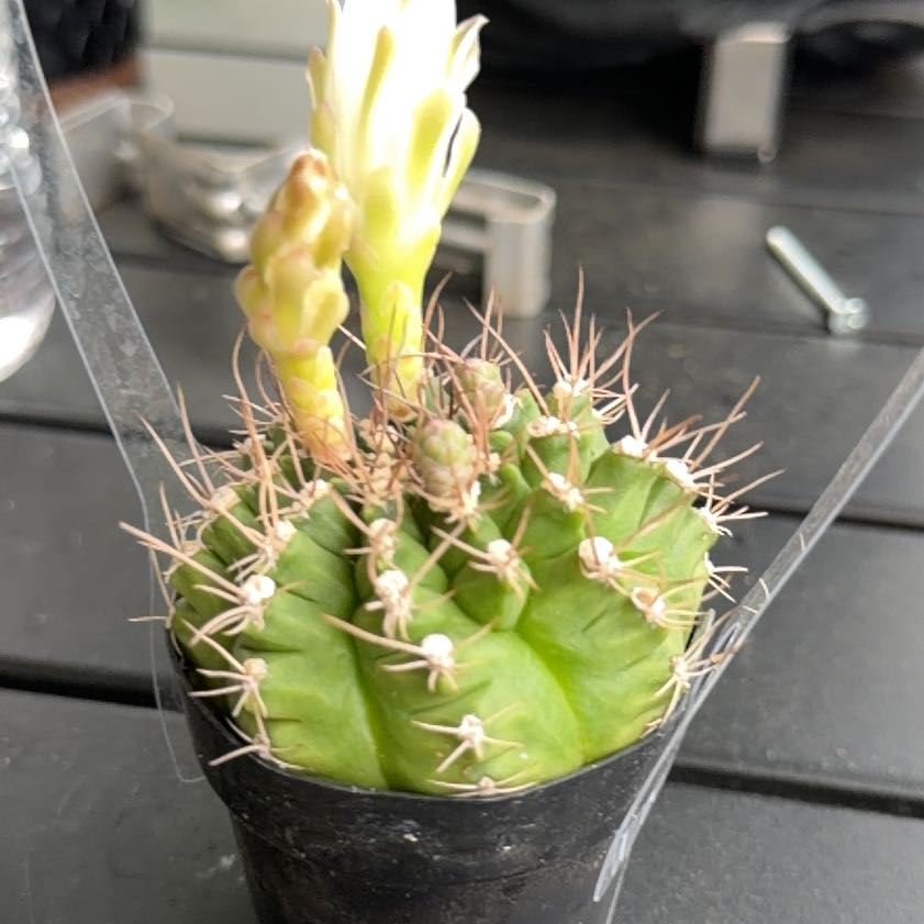 Photo of the plant species Gymnocalycium stenopleurum by @PrizedPeony9 named Ronaldo on Greg, the plant care app