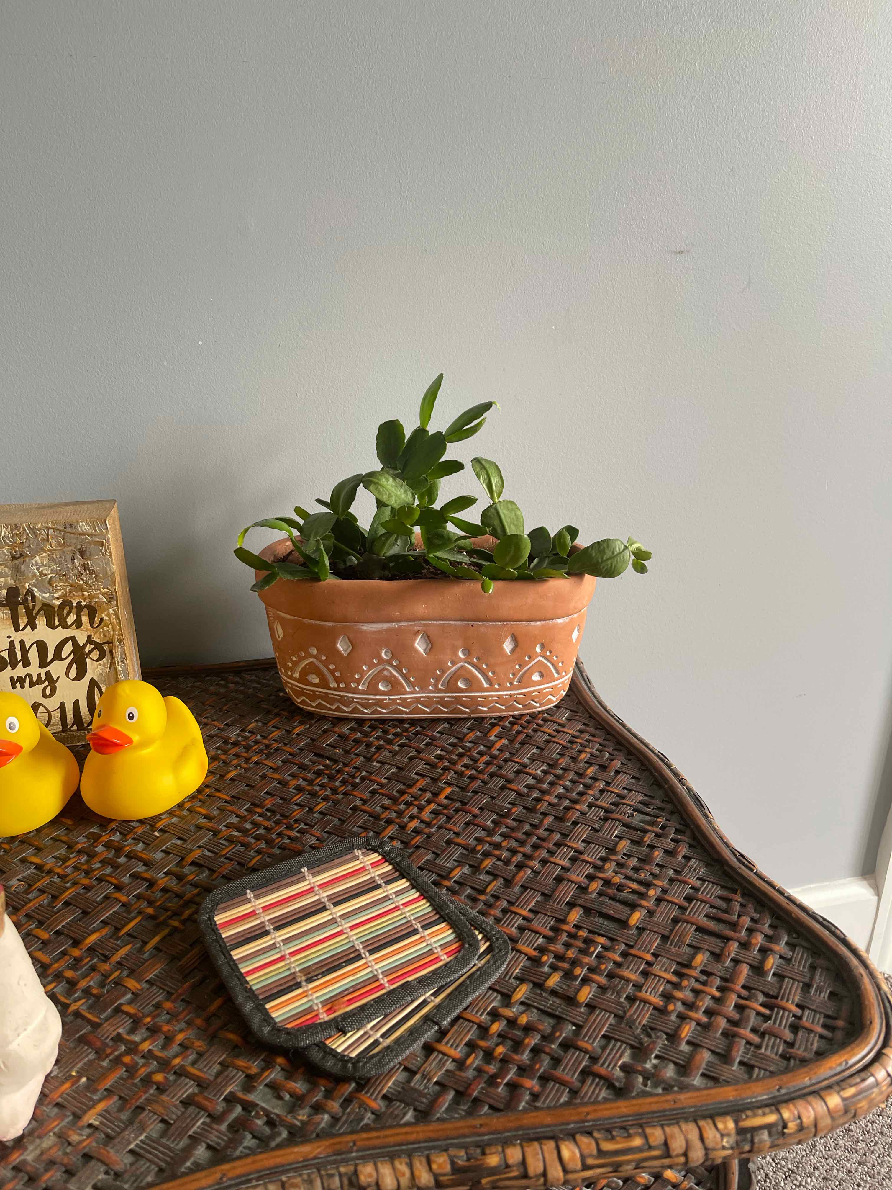 Easter Cactus plant photo by @Plantmomma3 named Phil on Greg, the plant care app.