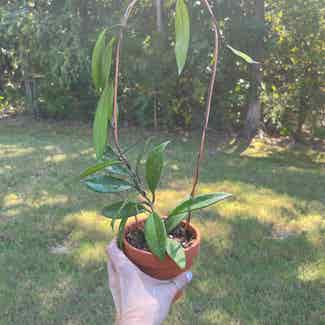 Hoya Pubicalyx plant in Starkville, Mississippi