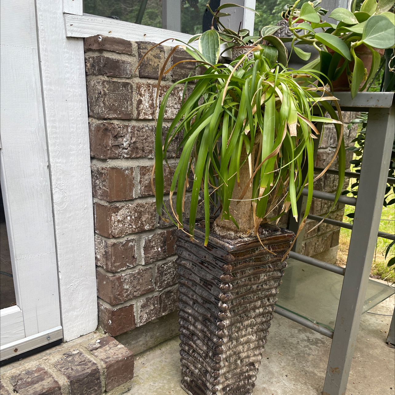 Bottle Palm Tree plant photo by @Plantmomma3 named Happy on Greg, the plant care app.